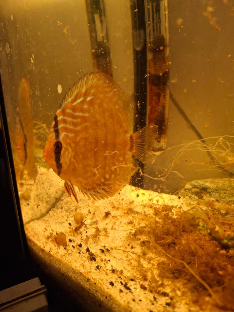 Discus vis, Vis, Zoetwatervis
