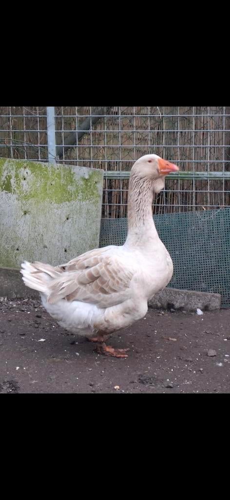 Buff Toulouse ganzen broedeieren, Geslacht onbekend, Gans of Zwaan