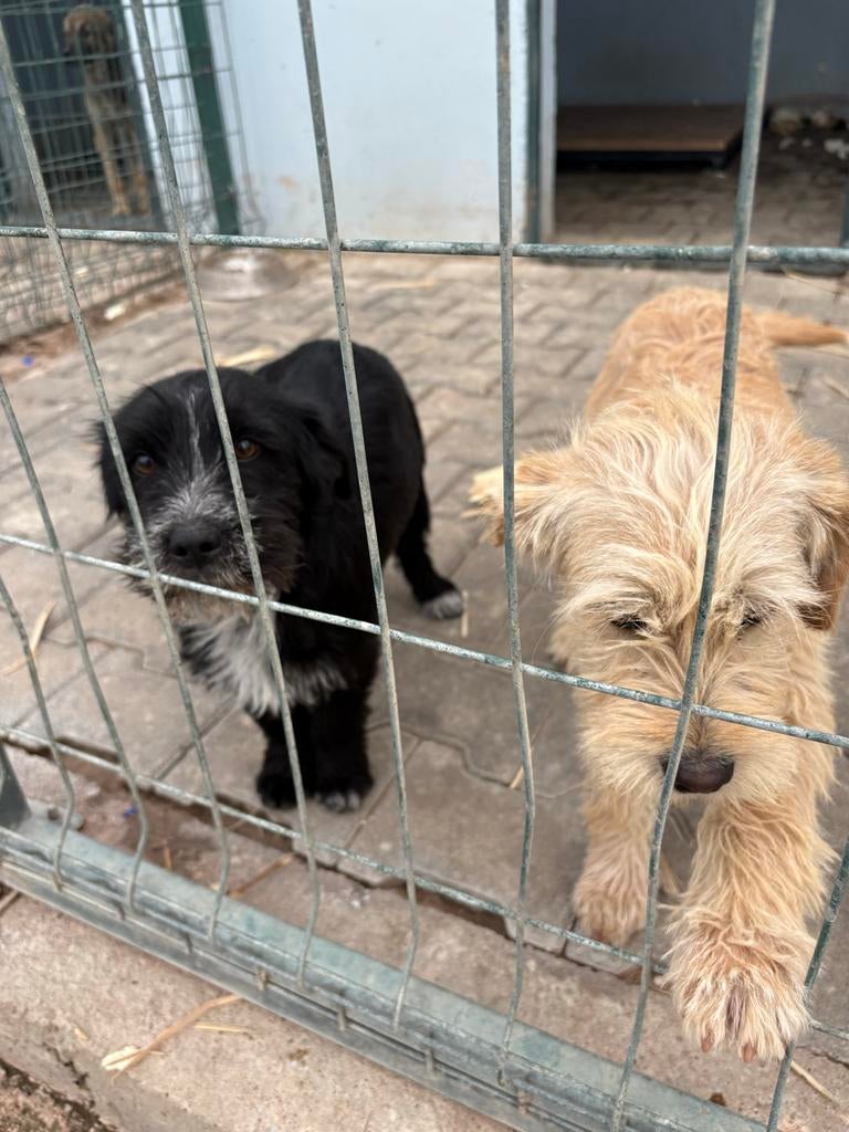 Asiel honden Turkije, Particulier, 1 tot 2 jaar, Buitenland, Parvo