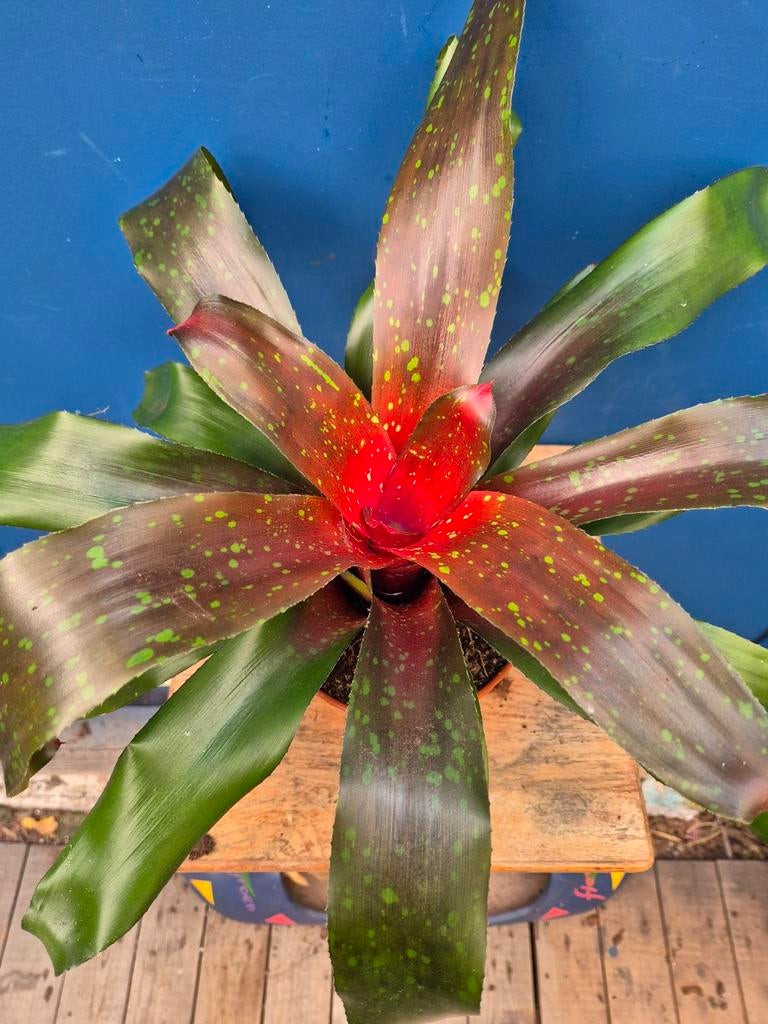 Neoregelia p15 (4)