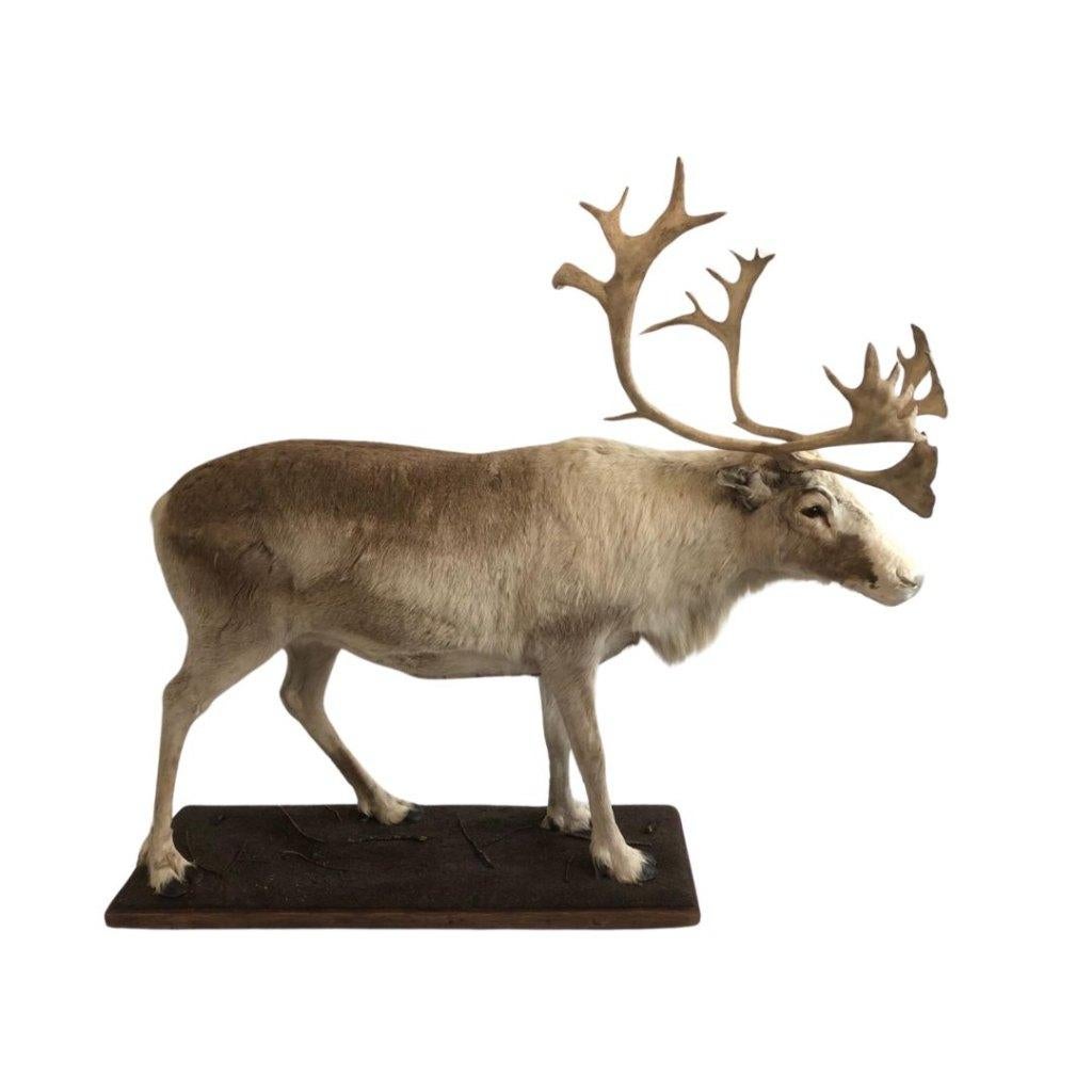 Te koop: Opgezet rendier, Ophalen of Verzenden, Nieuw, Wild dier, Opgezet dier