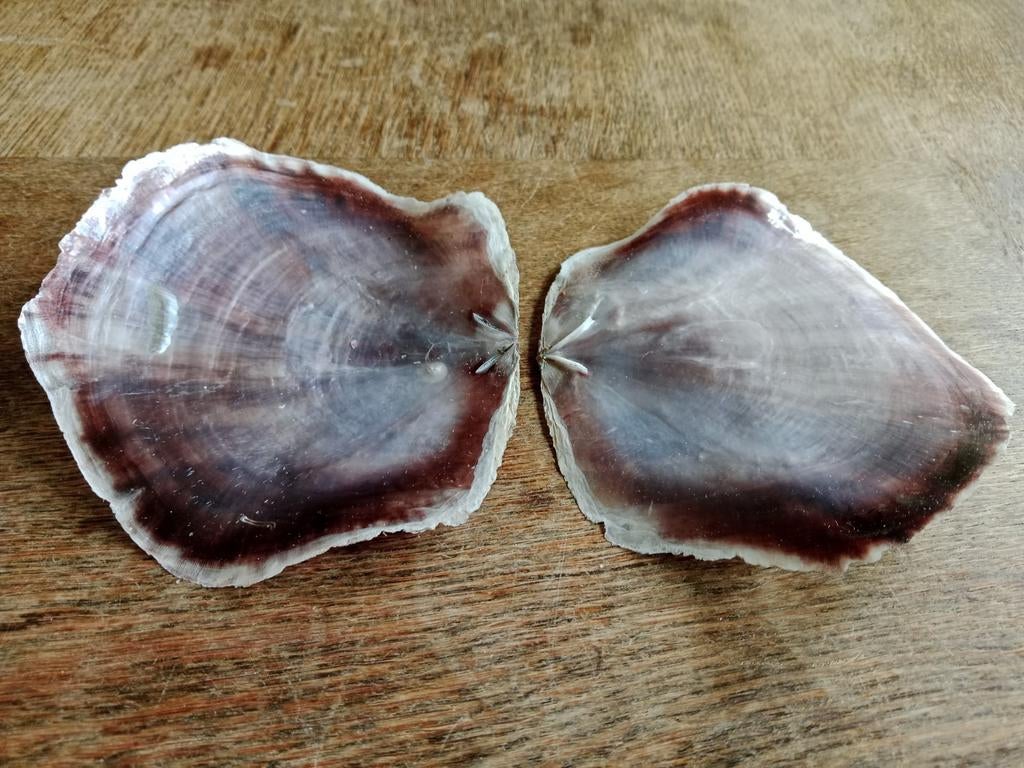 Schelp. Placuna sella., Ophalen of Verzenden, Schelp(en)