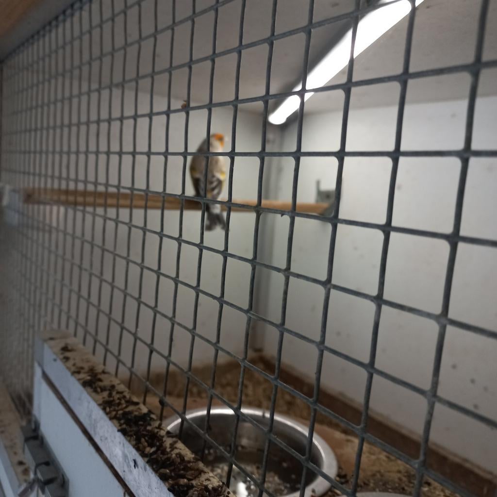 Te koop 3 majorputers voor  210euro, Dieren en Toebehoren, Meerdere dieren, Geringd