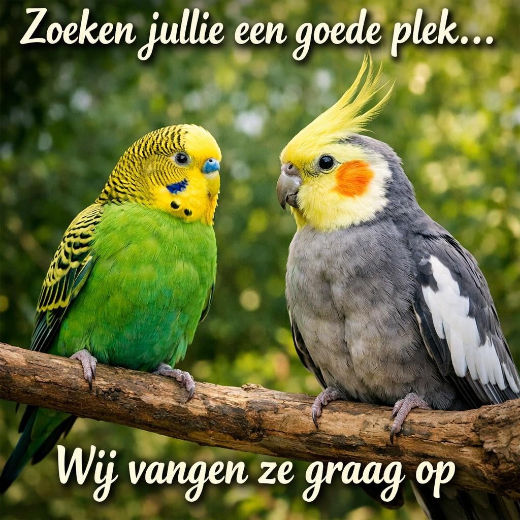 Wil jij je parkieten/valkparkieten kwijt?, Dieren en Toebehoren, Meerdere dieren, Parkiet