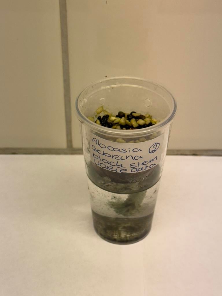 Alocasia zebrina black stem variegata corm (2), Huis en Inrichting, Kamerplanten, Ophalen of Verzenden, Halfschaduw, Minder dan 100 cm