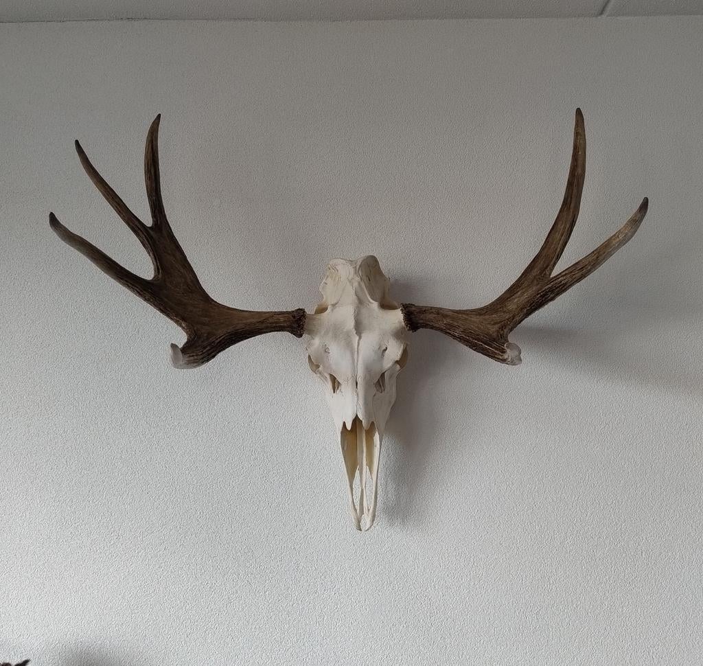 Eland schedel gewei hert elandgewei, Verzamelen, Dierenverzamelingen, Ophalen, Hert, Gewei of Kop