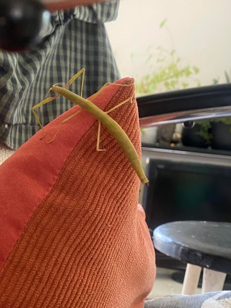 Gratis wandelende  takken, Wandelende tak