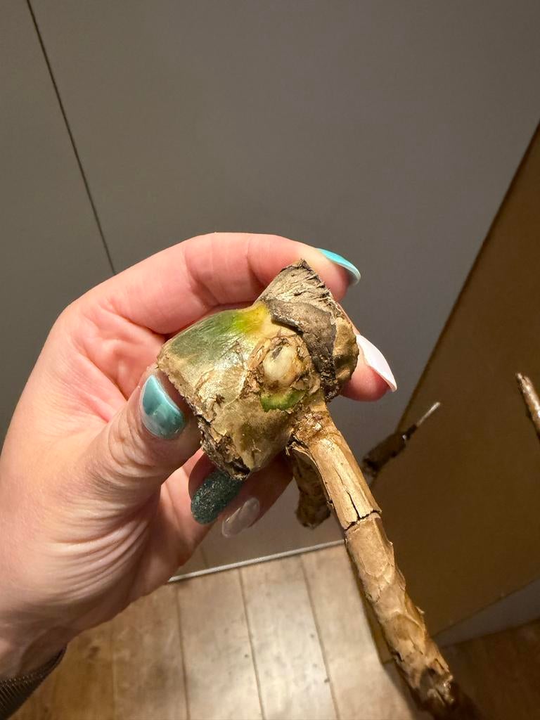 Monstera Thai Constellation stekken geworteld, Huis en Inrichting, Kamerplanten, Ophalen of Verzenden, Halfschaduw, Minder dan 100 cm