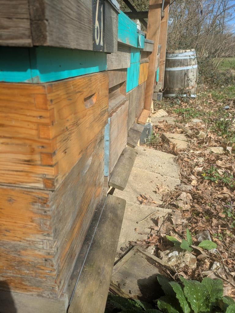 Bijenvolken voor bestuiving(niet te koop), Dieren en Toebehoren, Bijen