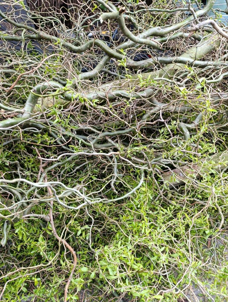 Wilgentakken gratis op te halen, Dieren en Toebehoren, Dierenvoeding, Ophalen, Vee