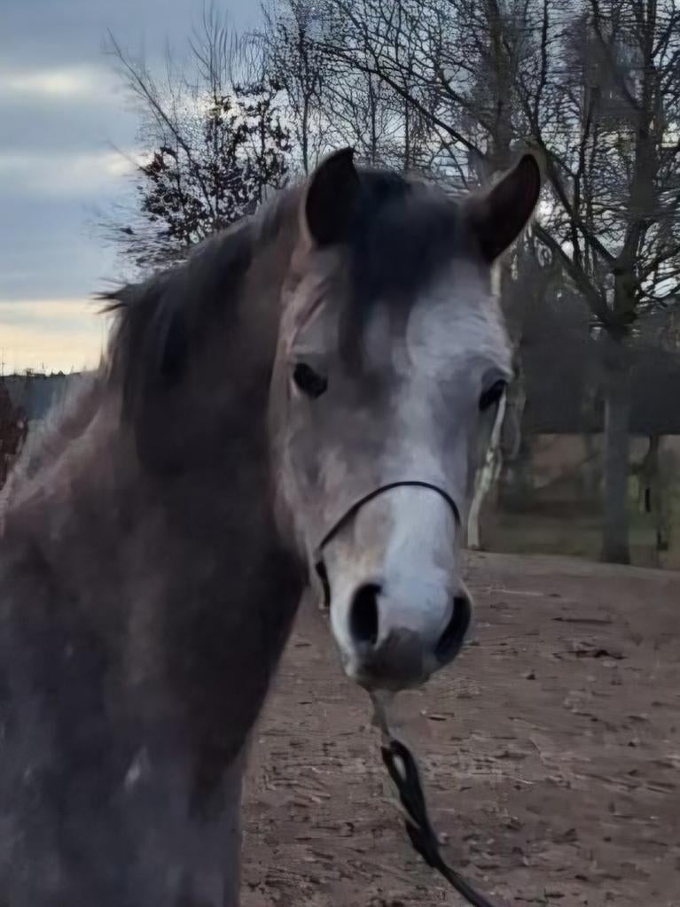 Uniek arabisch volbloed ruintje, Ruin, Minder dan 160 cm, Recreatiepaard, 3 tot 6 jaar