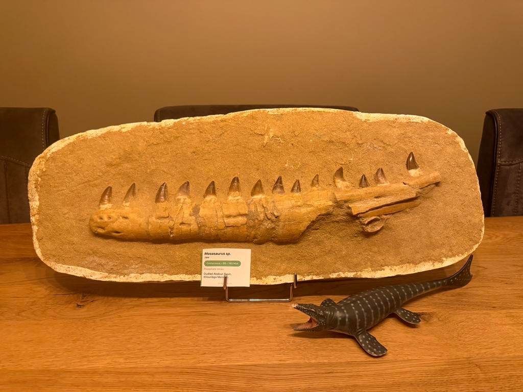 Grote Mosasaurus kaak - 56cm, Ophalen of Verzenden, Fossiel