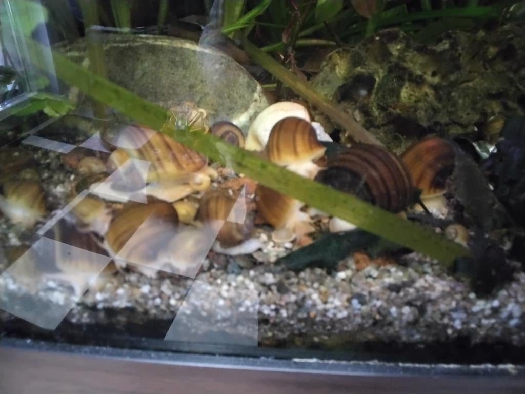 Appelslakken  gele en bruine, Amfibie, 0 tot 2 jaar