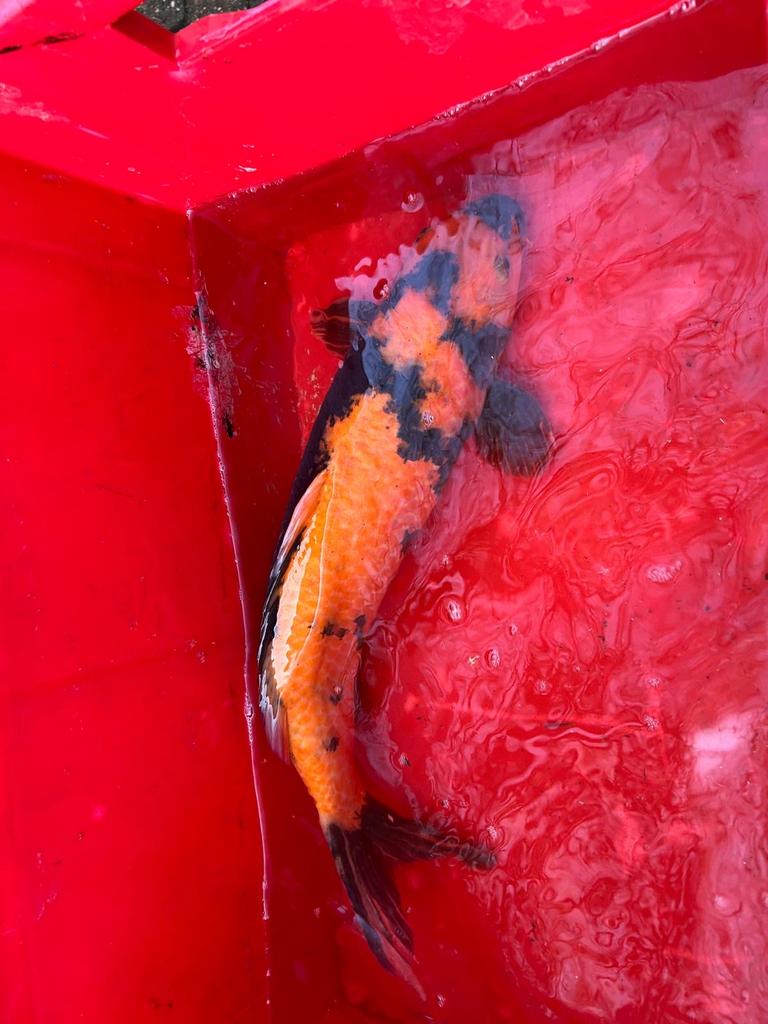 Koi Ki-Utsuri, Karper of Koi