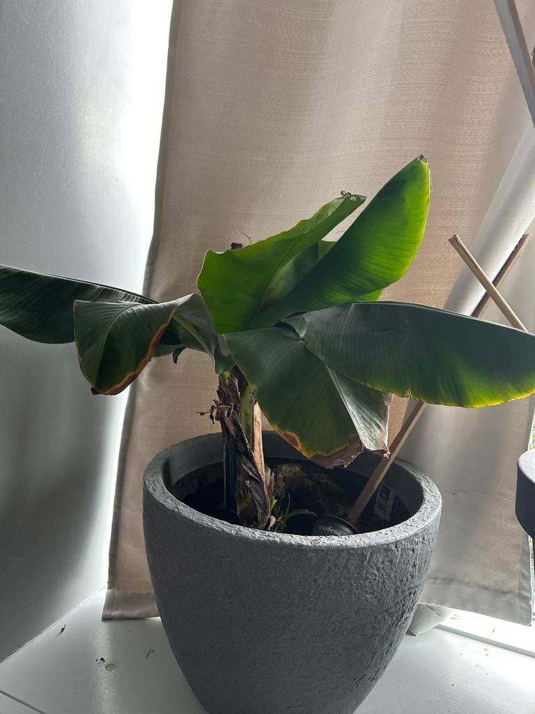 Bananenplant (Musa) inclusief pot - zelf ophalen, Tuin en Terras, Planten | Tuinplanten, Volle zon, Vaste plant, Ophalen of Verzenden