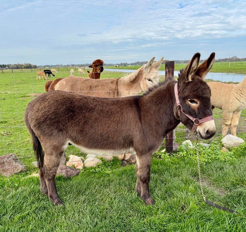 Ter dekking, mediterrane mini ezel Charlie, Dieren en Toebehoren, Overige Dieren, Mei, Mannelijk