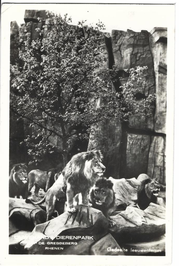 Rhenen, Ouwehand Dierenpark - Gedeelte Leeuwenterras, Verzamelen, Verzenden, 1940 tot 1960, Ongelopen, Utrecht