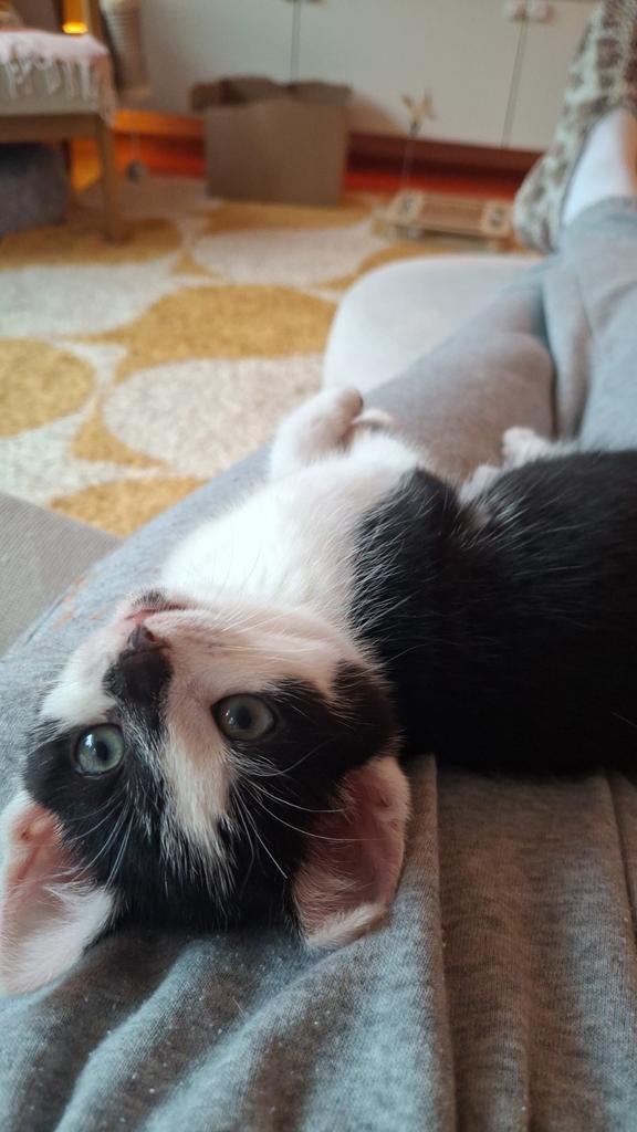 Wie geeft lieve Mozes (11 weken) een fijn huis?, Dieren en Toebehoren, Katten en Kittens | Overige Katten, Kater