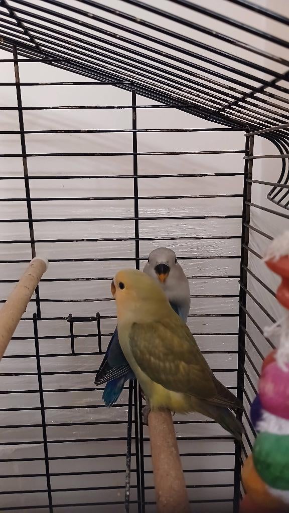 Argapornis/ Dwergpapegaai 4 kleintjes te koop, Dieren en Toebehoren, Geslacht onbekend, Tam