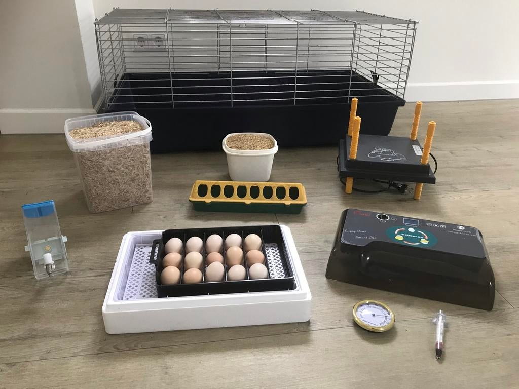 🐣 Compleet broedpakket – zelf kuikens uitbroeden! 🐥, Meerdere dieren, Kip