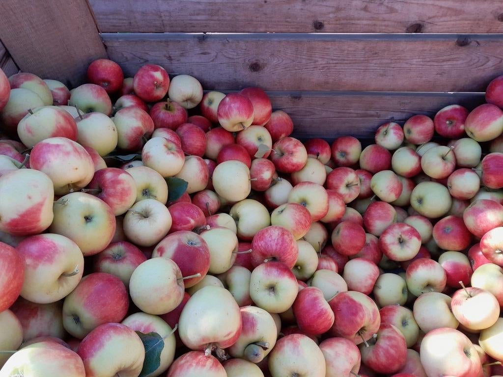 Cider appels, Diversen, Ophalen