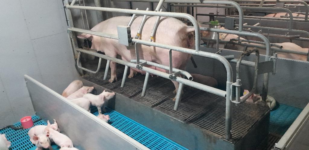 kraamstal balans vloeren nooijen varkens, Dieren en Toebehoren, Vrouwelijk, Varken, 6 jaar of ouder