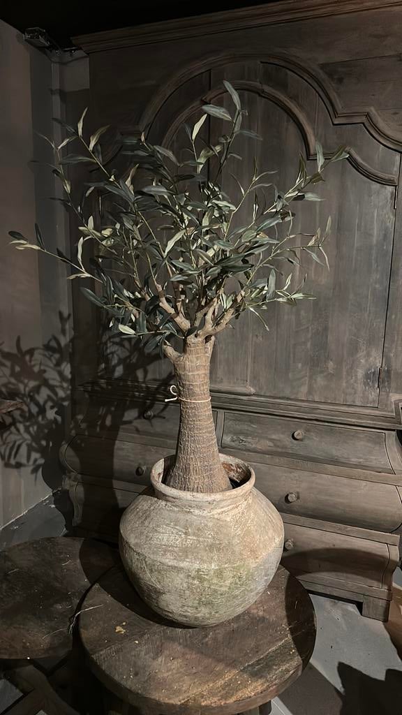 Kunst olijfboom met dikke stam, Ophalen of Verzenden