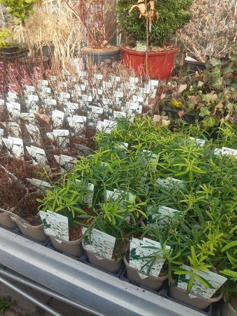 HEESTERS  € 3,50, Ophalen of Verzenden, Overige soorten, Struik, Minder dan 100 cm