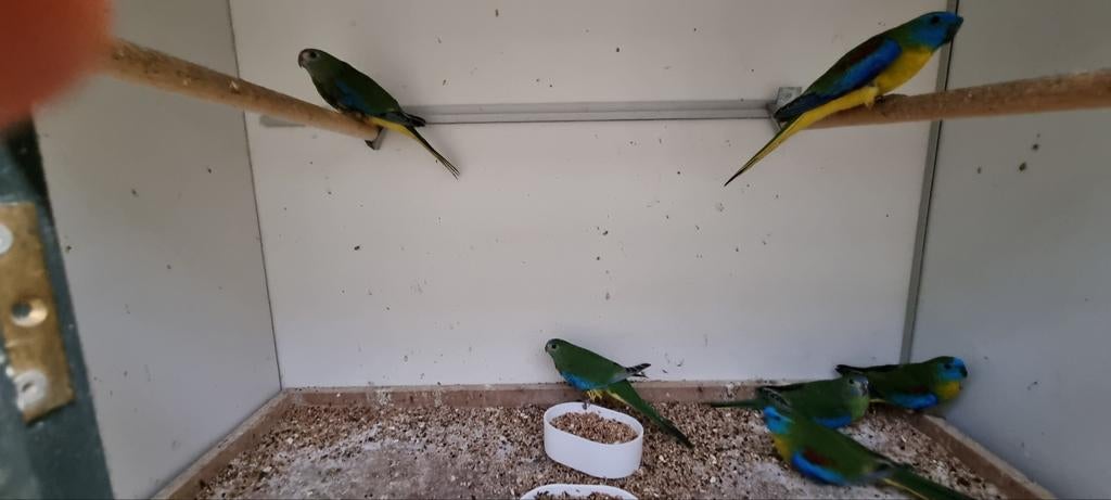 Turquesine parkieten, Dieren en Toebehoren, Vogels | Parkieten en Papegaaien, Meerdere dieren, Parkiet, Geringd