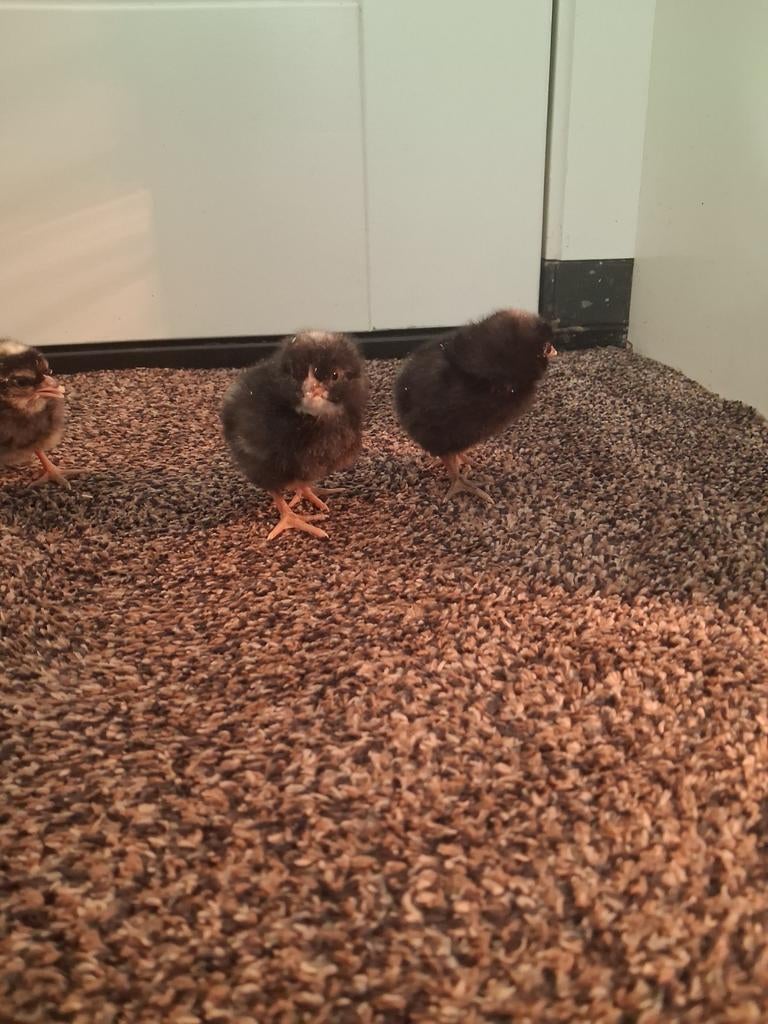 Noord hollandse blauwe kuikens, Dieren en Toebehoren, Pluimvee, Geslacht onbekend, Kip