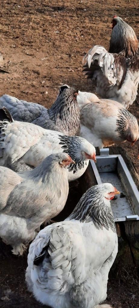 Prachtige groothoender brahma broedeieren kuikentjes eitjes, Dieren en Toebehoren, Pluimvee, Geslacht onbekend, Kip