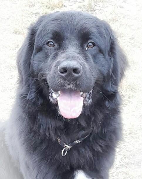 New foundlander x Tatra  dekreu, Reu, 1 tot 2 jaar, Parvo, Eén hond