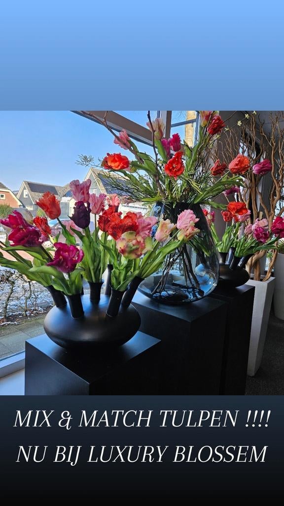 PAPEGAAI TULPEN NIEUWE ,3.99 PSTK, Ophalen of Verzenden, Overige soorten, Volle zon