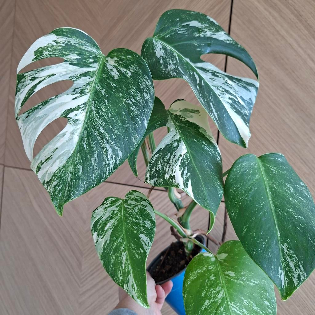 Monstera albo variegata plant, Ophalen of Verzenden, Halfschaduw, Minder dan 100 cm
