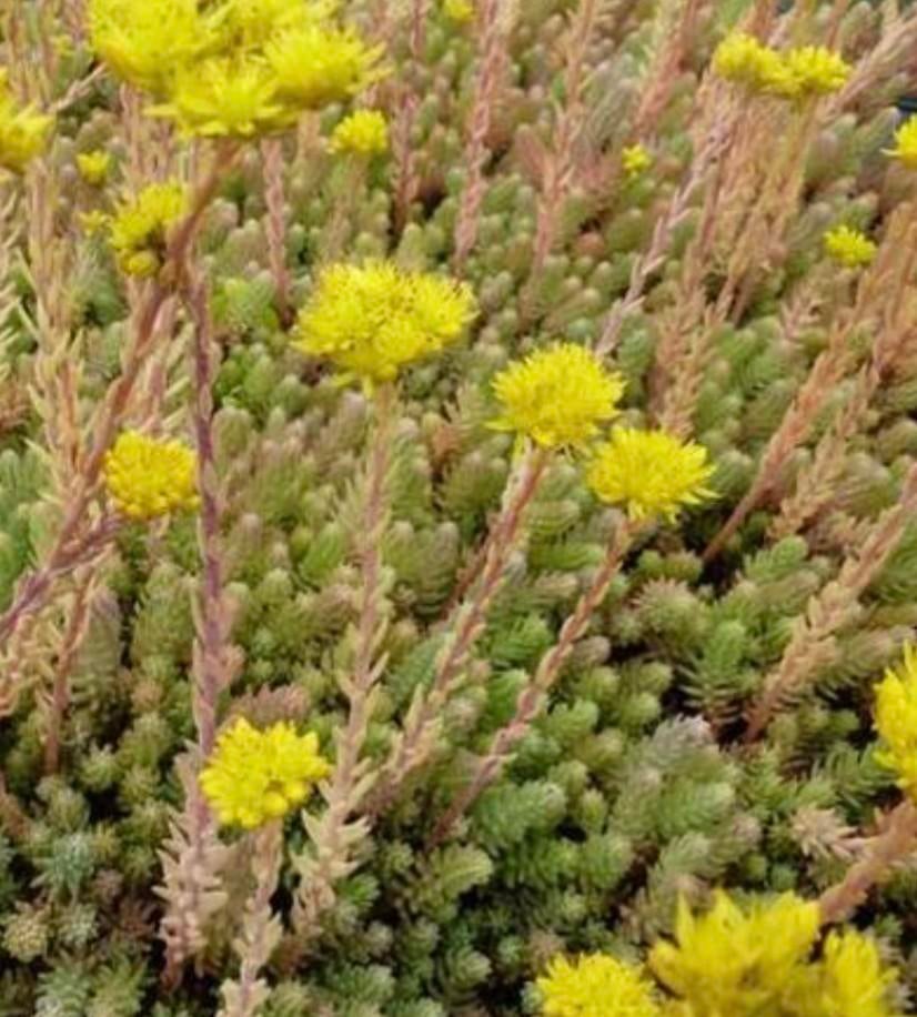 Tripmadam (Sedum reflexum of Sedum rupestre). , Tuin en Terras, Ophalen, Volle zon