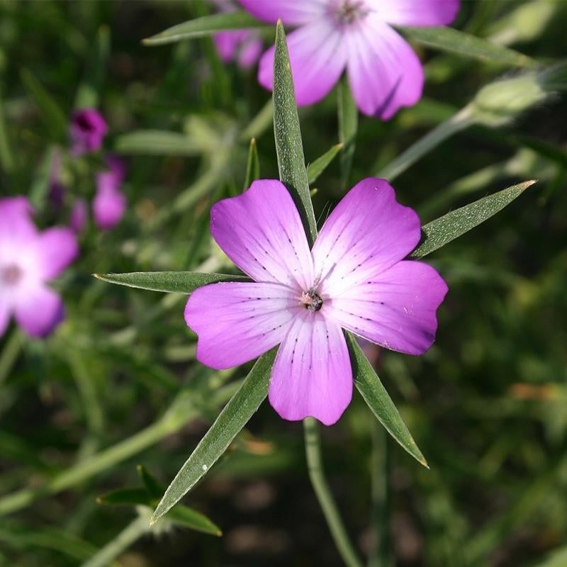 Uit de biologische moestuin: Paarse Bolderik, zaden., Ophalen of Verzenden, Voorjaar, Volle zon, Zaad