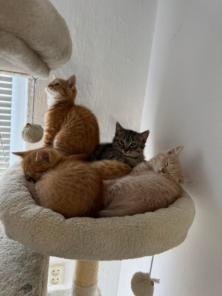 Lieve kittens Turkse Angora x Britse Korthaar, Meerdere dieren, Ontwormd, 0 tot 2 jaar