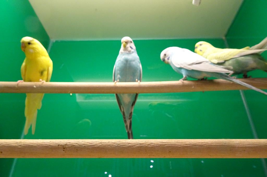 Wisselend assortiment vogels., Meerdere dieren