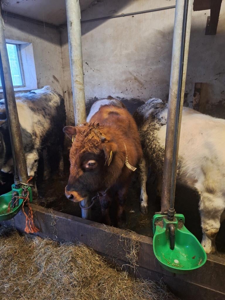 Lakenvelder stierkalf, Dieren en Toebehoren, Mannelijk, 0 tot 2 jaar