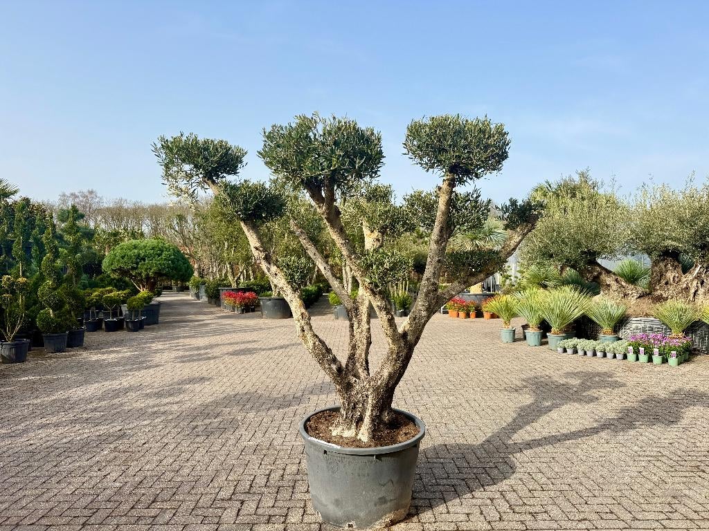 Olijfboom pon pon groot - Olea europaea te koop!!!, Ophalen of Verzenden, 100 tot 250 cm, Olijfboom, Zomer