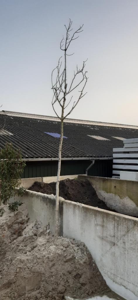 Walnotenoom, Tuin en Terras, Ophalen of Verzenden, Volle zon, Overige soorten, 400 cm of meer