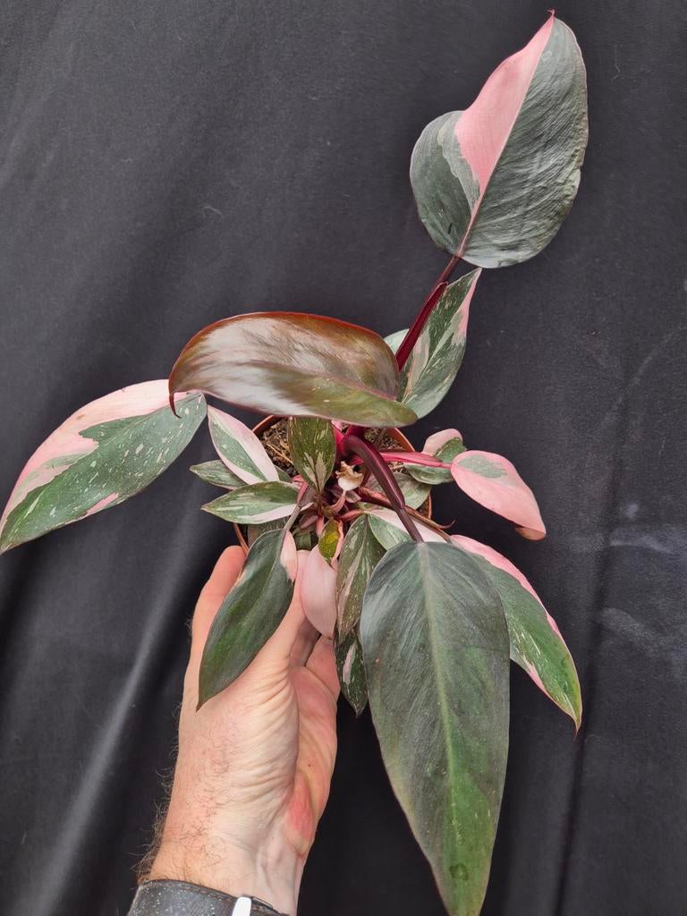 Philodendron Pink Princess p12 (6), Ophalen of Verzenden, Halfschaduw, Minder dan 100 cm