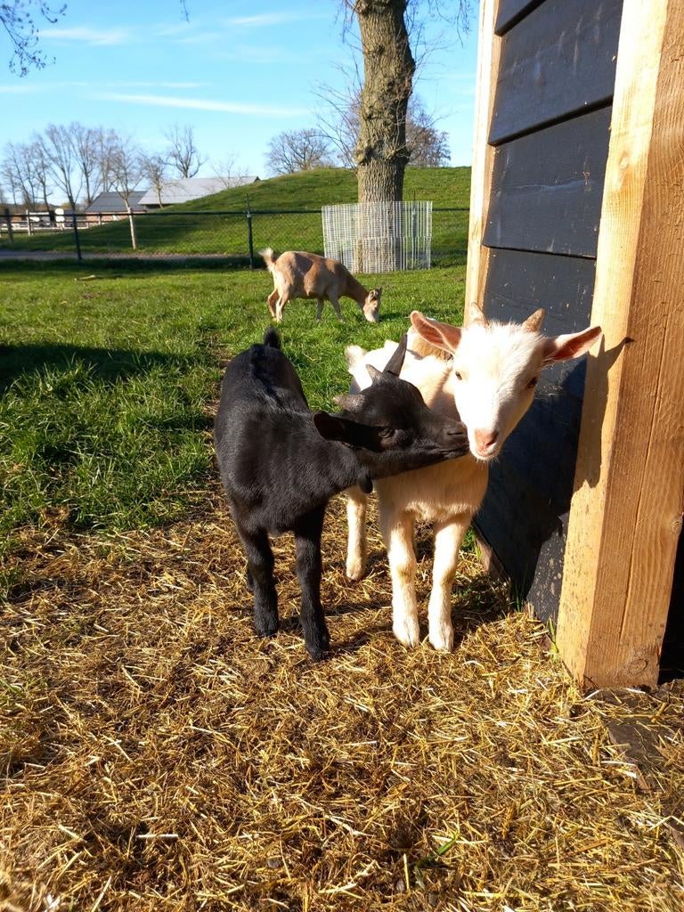 Te koop zeer mooie makke geiten bokjes., Dieren en Toebehoren, Schapen, Geiten en Varkens, Vrouwelijk, Geit