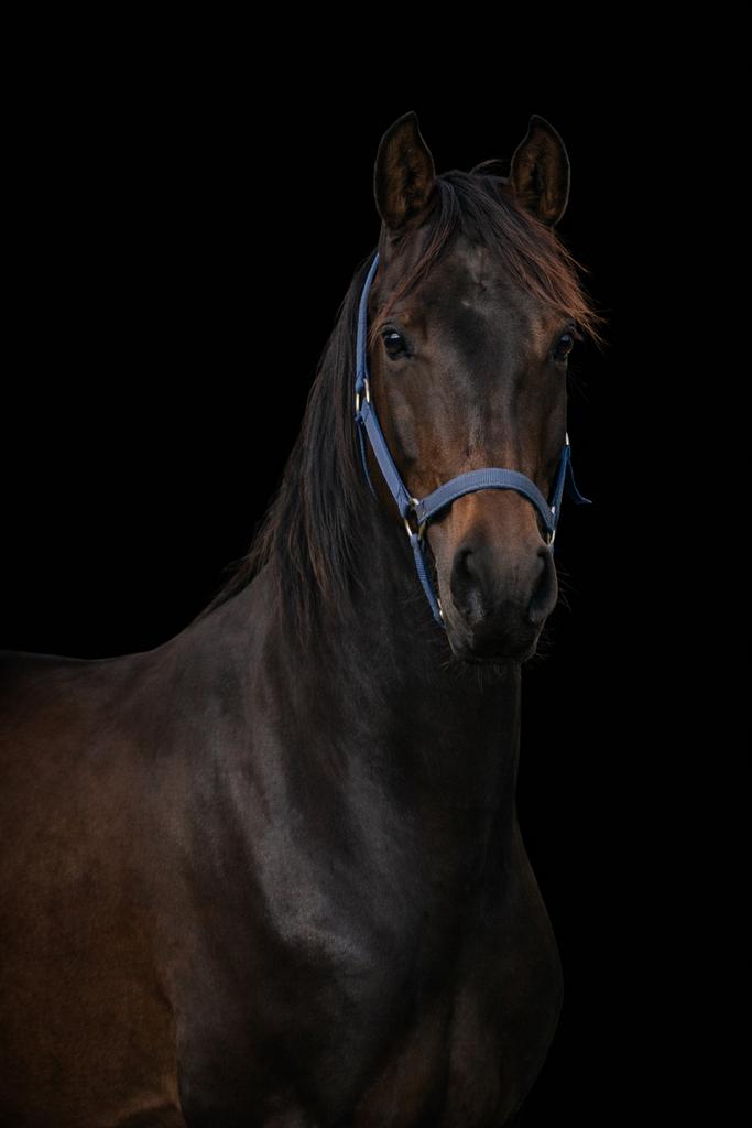 2 kwpn merries (onbeleerd/ 3 jaar), Merrie, Met stamboom, Dressuurpaard, 3 tot 6 jaar