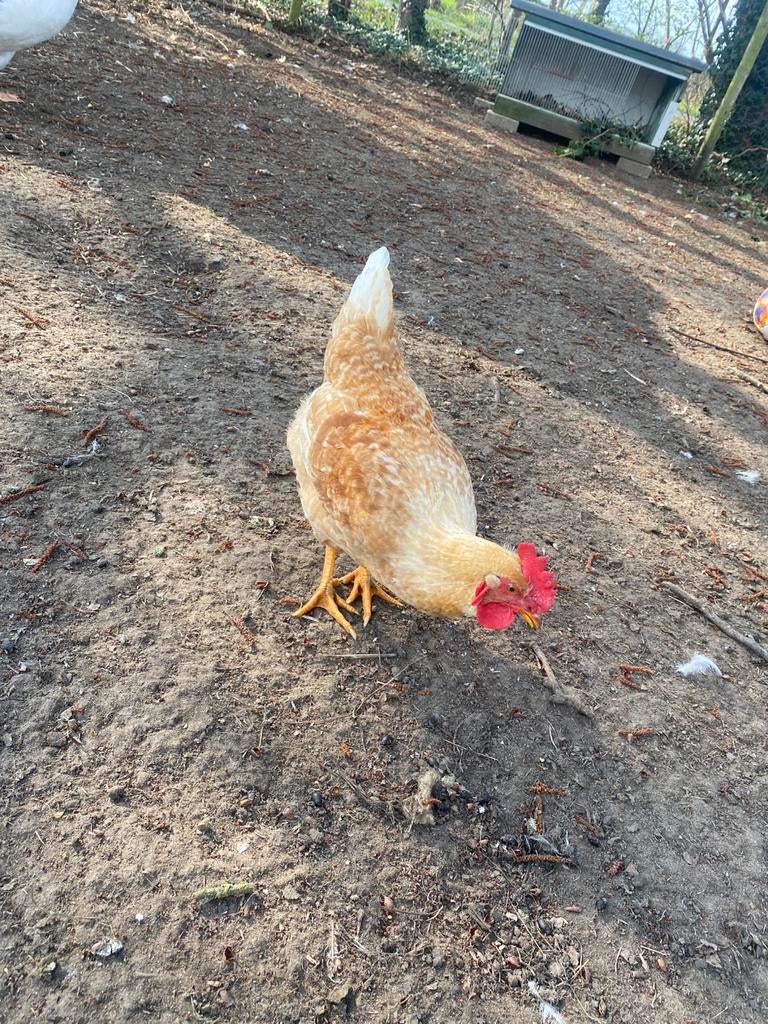 2 hanen te koop half jaar oud, Dieren en Toebehoren, Pluimvee, Mannelijk, Kip