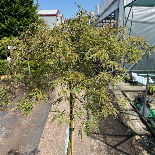 Japanse Esdoorn of Acer in diverse soorten, Ophalen of Verzenden, In pot, Minder dan 100 cm