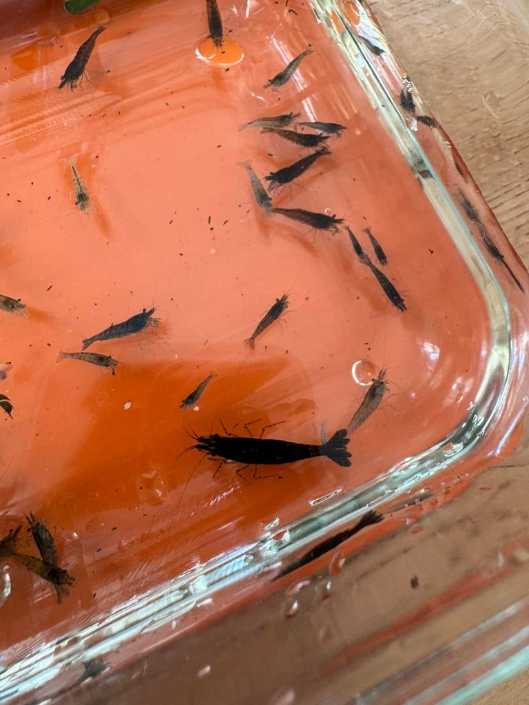 Blauwe en zwarte garnaaltjes