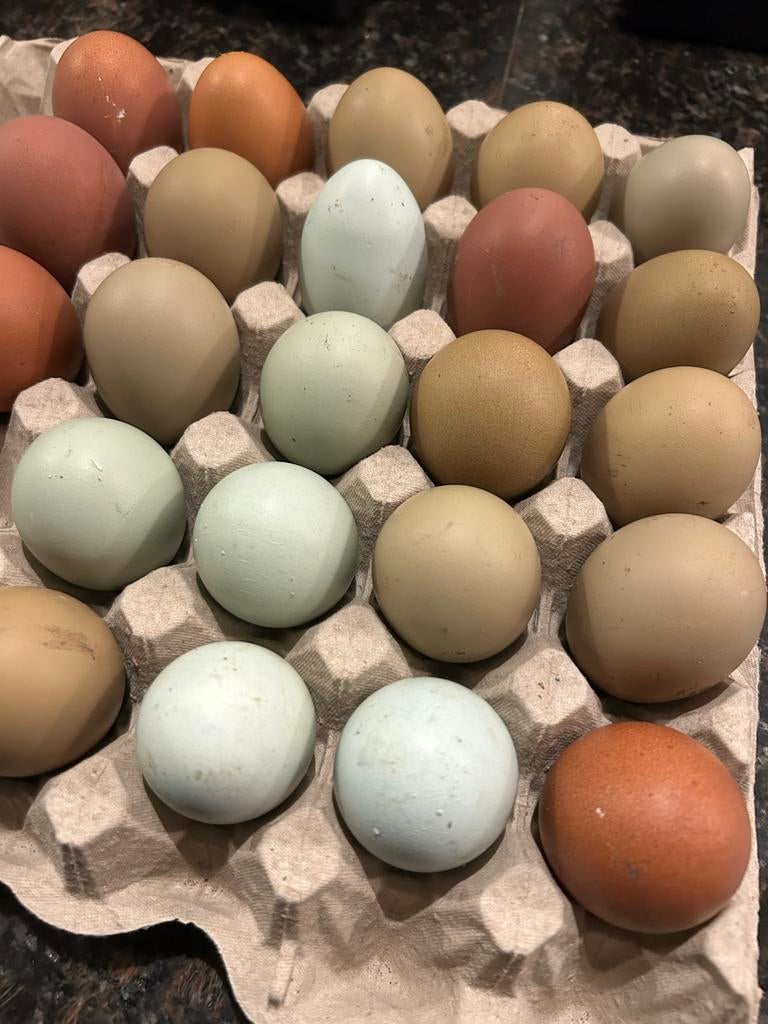 Broed eieren Marans x Cream Legbar + groenlegger, Dieren en Toebehoren, Pluimvee, Geslacht onbekend, Kip