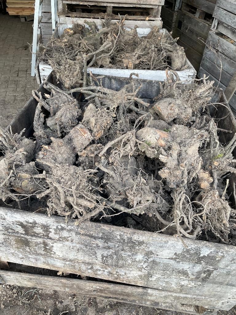 Wortels van fruitbomen te koop!!, Tuin en Terras, Haardhout, Minder dan 3 m³, Ophalen, Overige houtsoorten, Blokken