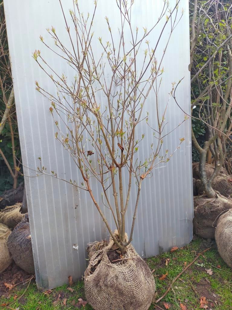 Grote bloemige Chinese Cornus, Tuin en Terras, Planten | Bomen, Ophalen, Halfschaduw, Overige soorten, Lente